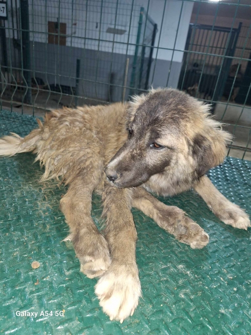 მეტისი ქუთაისი