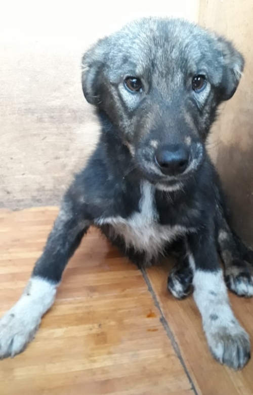 მეტისი უსახელო