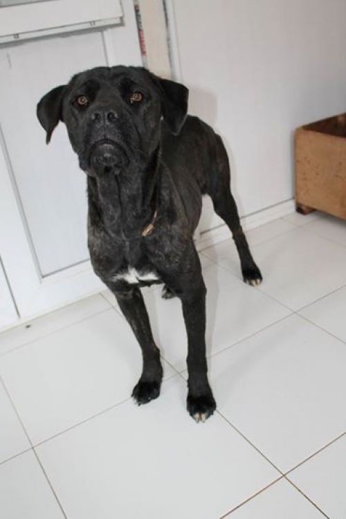 კანე კორსო უსახელო