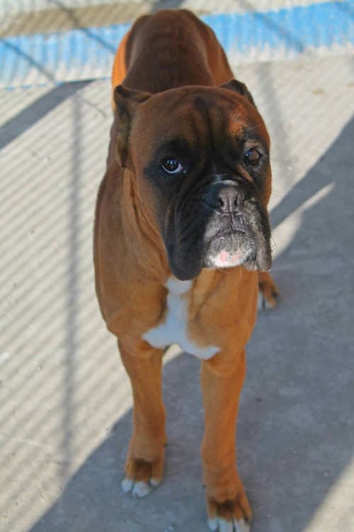 ბოქსიორი ბუხუტი