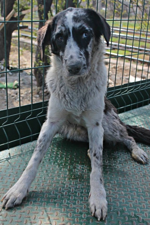 ლაიკის მეტისი რიჩი