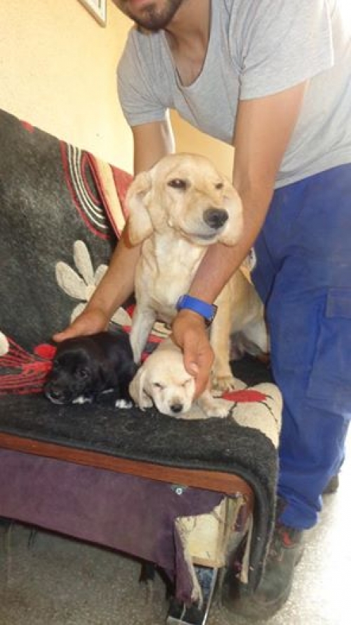 ტაქსა უსახელოები