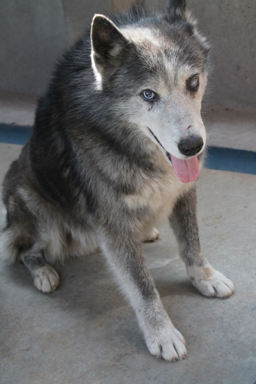 ალიასკის მალამუტი უსახელო