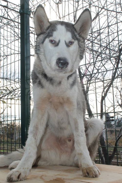 ლაიკა ბაქსი