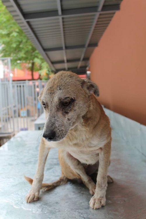 მეტისი უსახელო