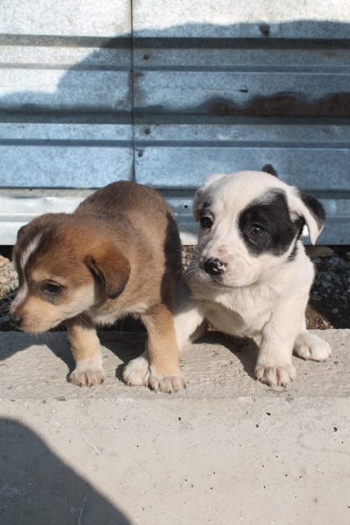 მეტისის ლეკვები უსახელო