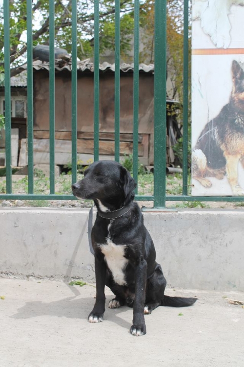 მეტისი ჩორნა