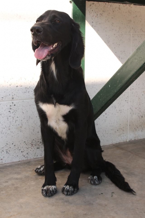 სეტერი უსახელო