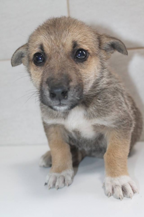 მეტისი უსახელო