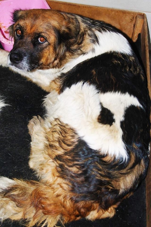 ქართული ქოფაკი უსახელო