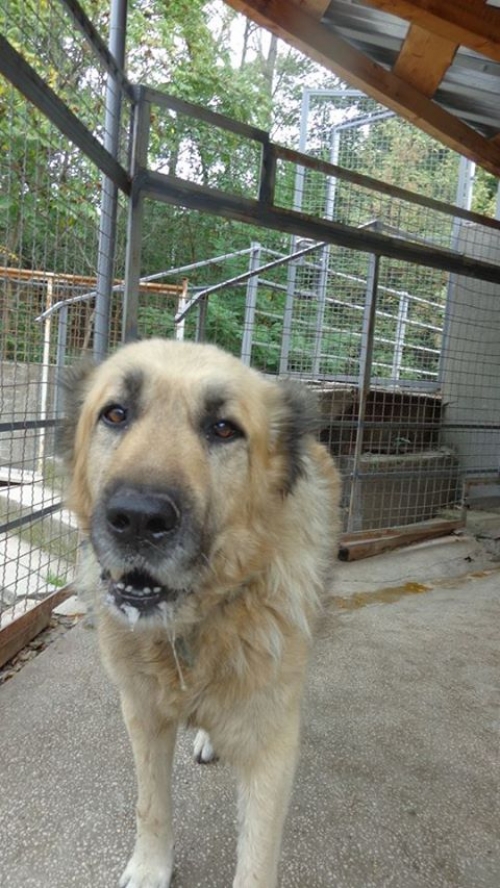 კავკასიური ნაგაზი ჯიმი