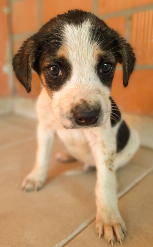 მეტისი მთაწმინდა