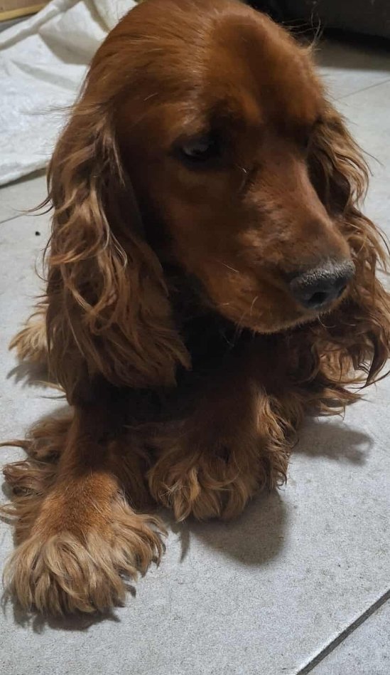 კოკერსპანუელი, აფრიკა.