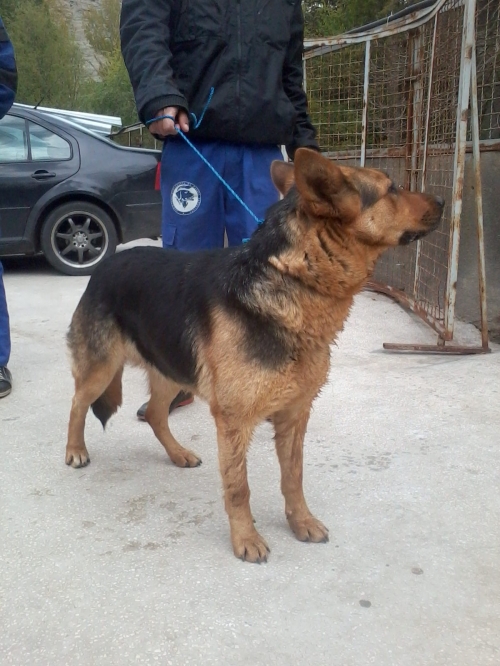 გერმანული ნაგაზი უცნობი