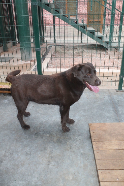 ლაბრადორი უსახელო