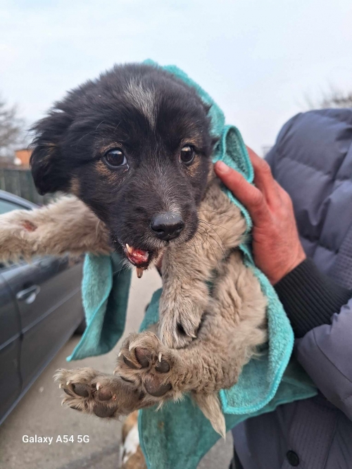 მეტისი ისნის დაშლილების ბაზრობა