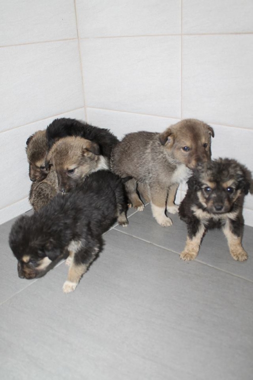 მეტისის ლეკვები უსახელო