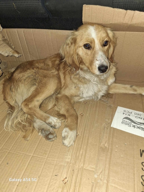 ქართული ქოფაკი ბაკურციხე