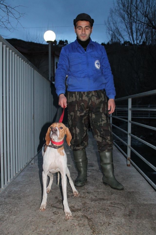 პოინტერი უსახელო