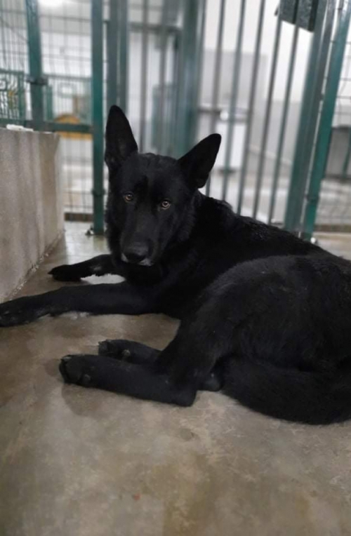 გერმანული ნაგაზი გლდანი ქეღჩის.ქჩ.