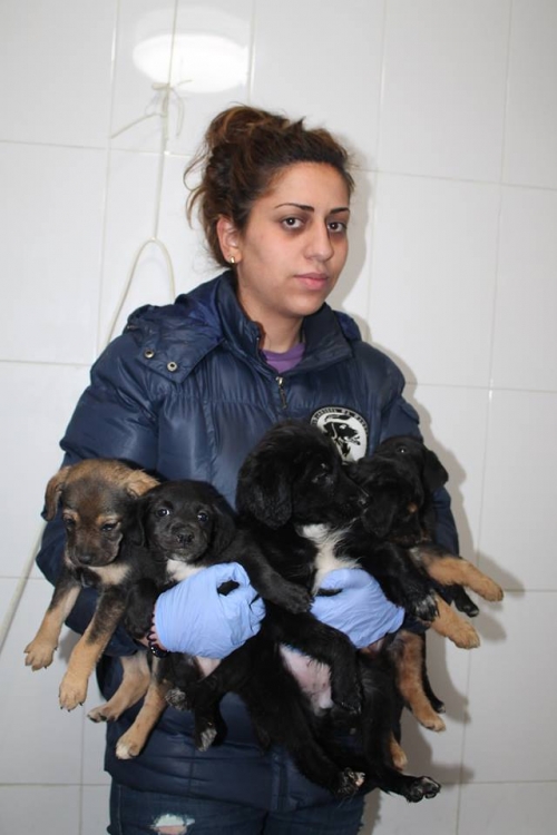 ბელგიური ნაგაზი უსახელო