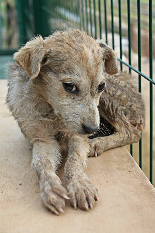 მეტისი უსახელო