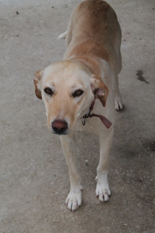 მეტისი ლაქი