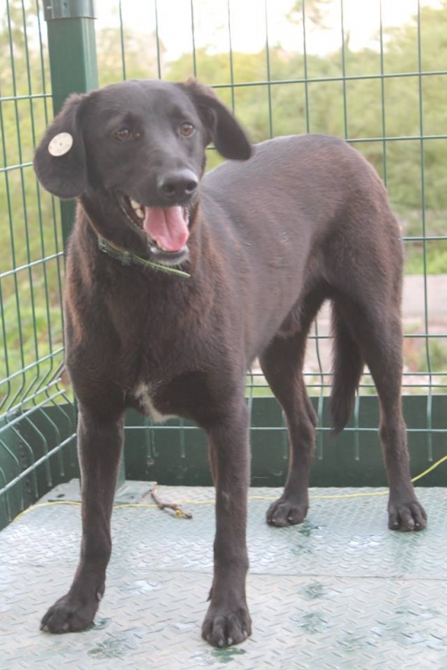 მეტისი უსახელო