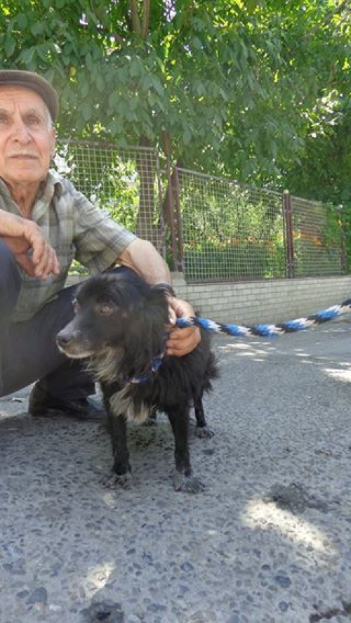 მეტისი შარიკა