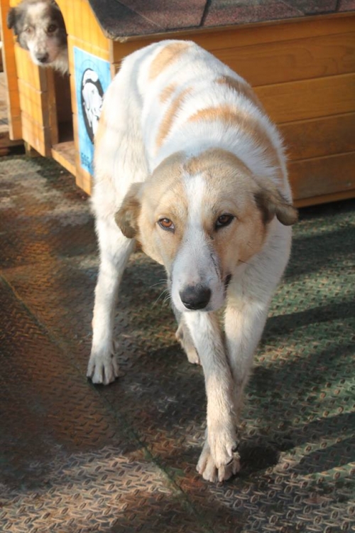 მეტისი უსახელო