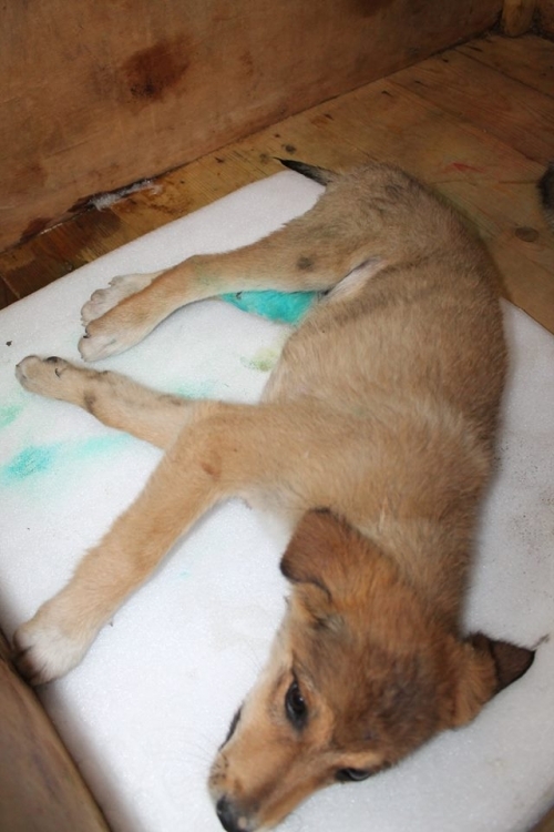 მეტისი ჯეკა