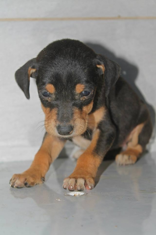 ჯეკ რას ტერიერის მეტისი უსახელო