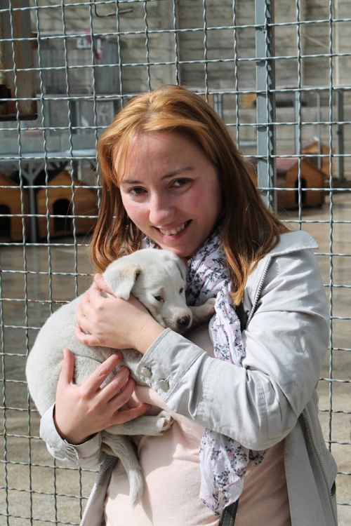 ლაბრადორის მეტისი ლაქი