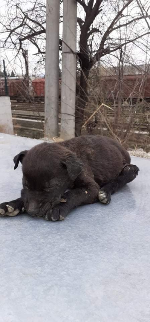 მეტისი უსახელო