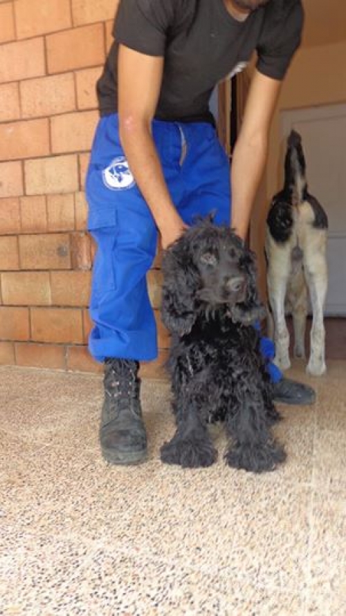 კოკერსპანიელი უსახელო