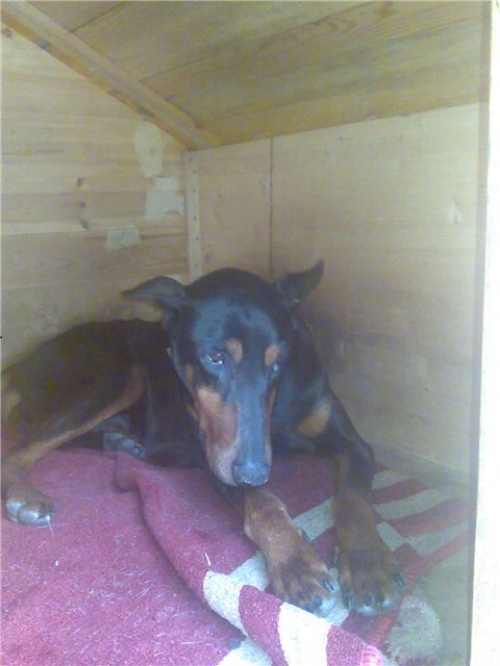 ნაპოვნი ნაპოვნია დობერმანი