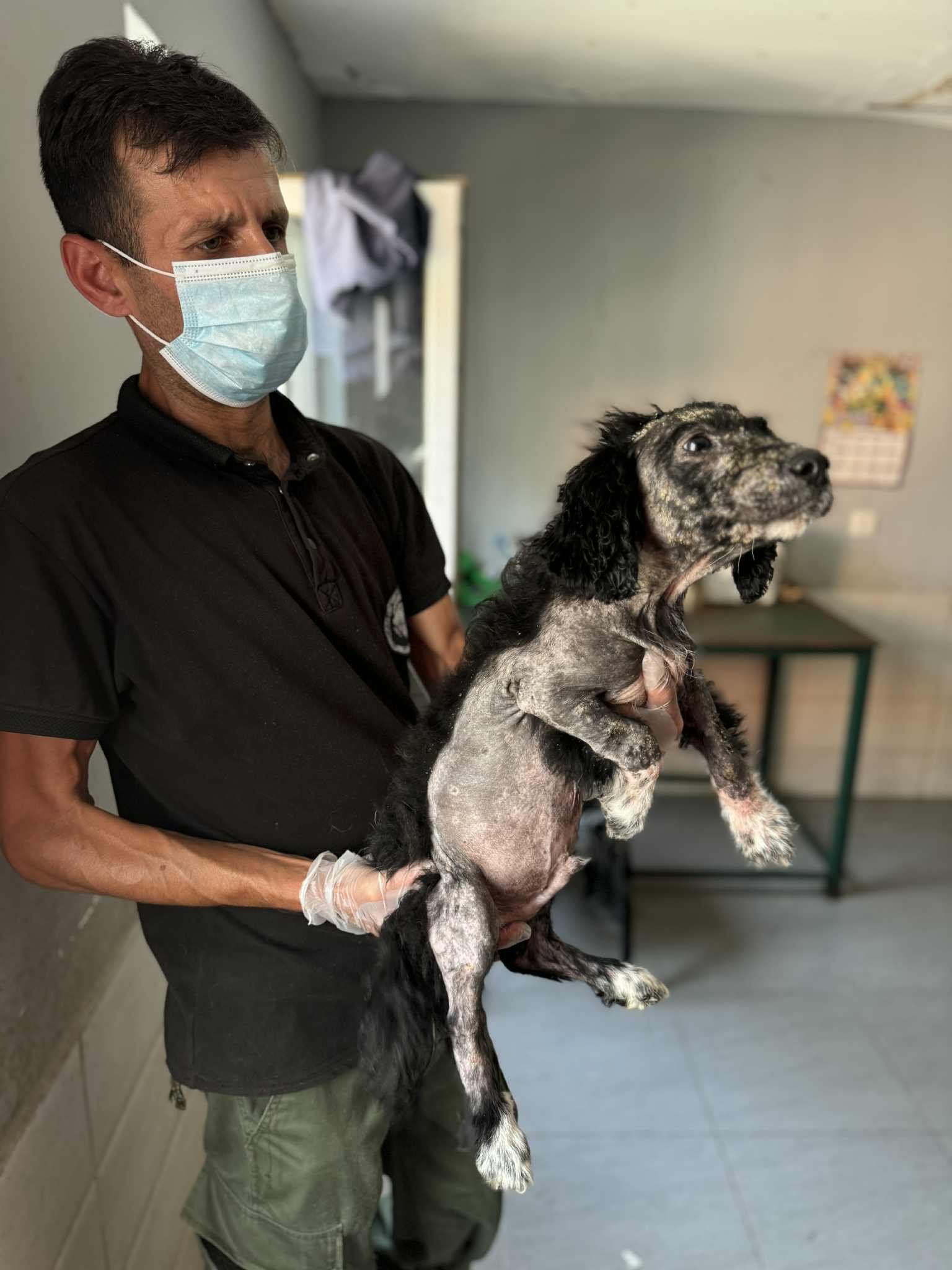 მეტისი. გორი