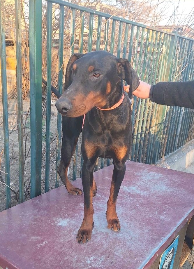 დობერმანი. ხაშური