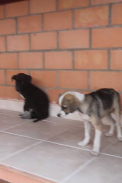 მეტისი უსახელო