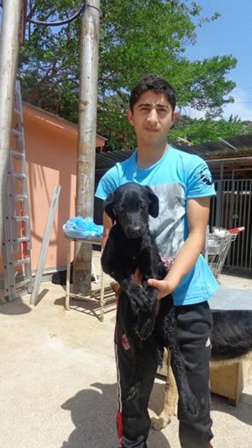 ლაბრადორი მარლი