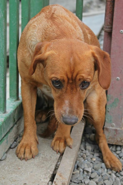 მეტისი წკნაპა