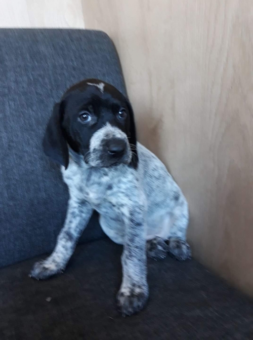 კურცხაარი უსახელო