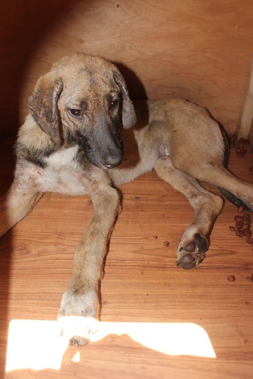 მეტისი უსახელო