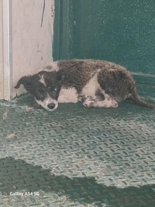 მეტისი მარტვილი