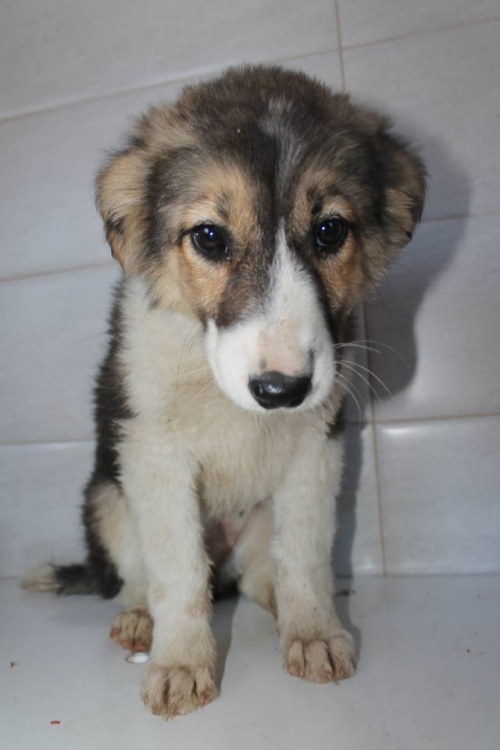 მეტისი უსახელო