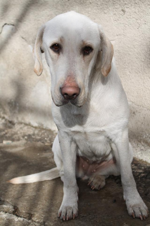 ლაბრადორი უსახელო