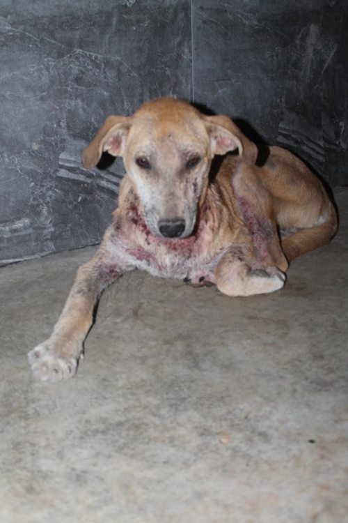 მეტისი ბროლა