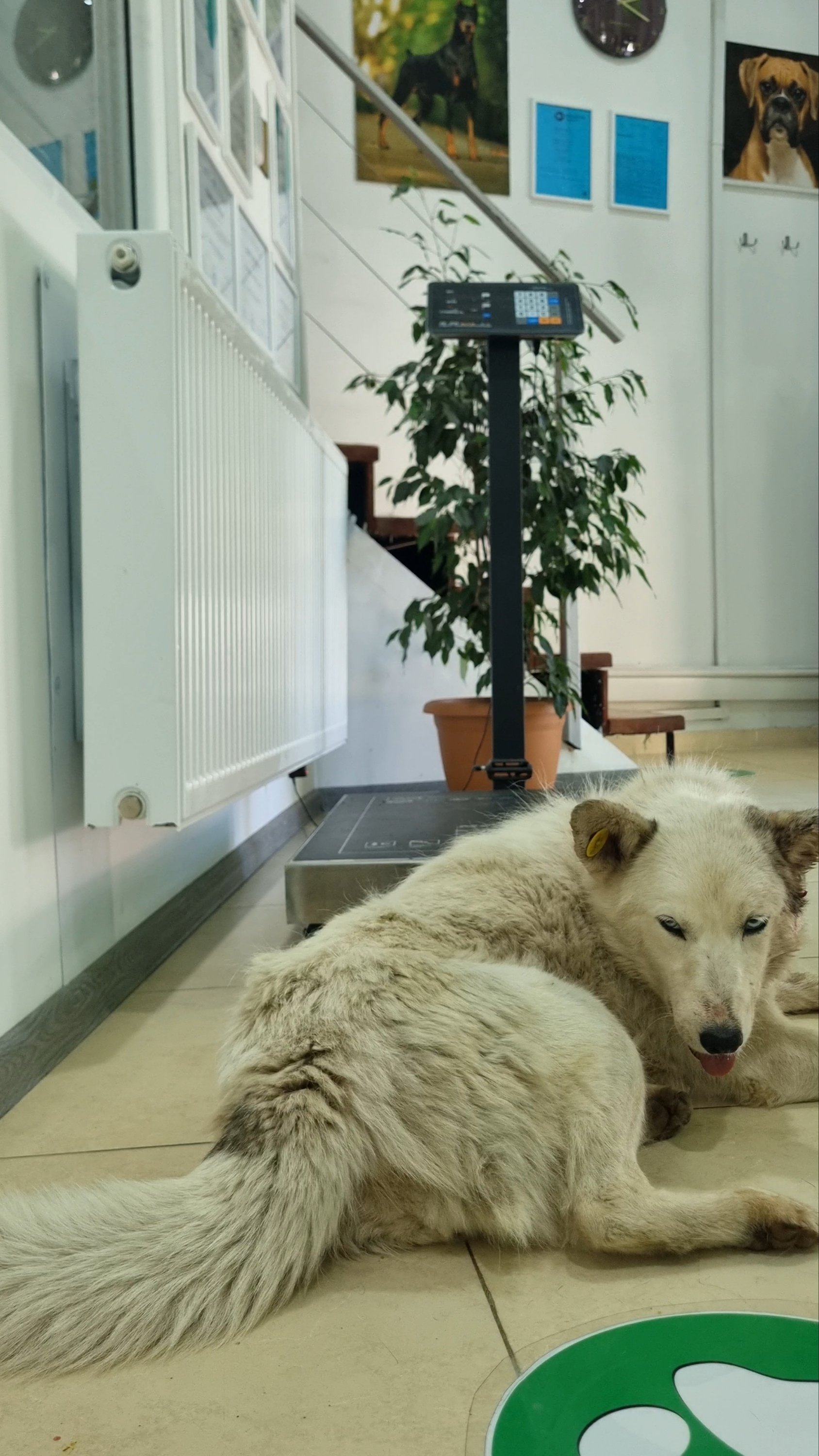 ჰასკი. თელავი