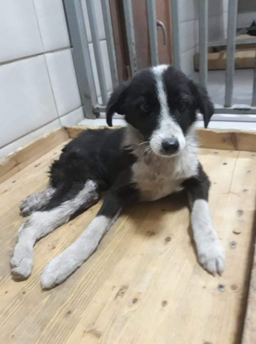 მეტისი უსახელო