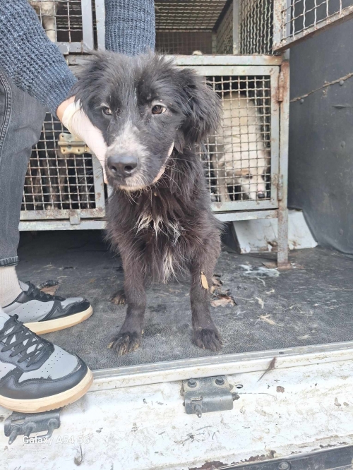 მეტისი გადმოყვანილია მუნიციპალური თავშესაფრიდან. მოსკოვის პროსპექტის ძაღლი